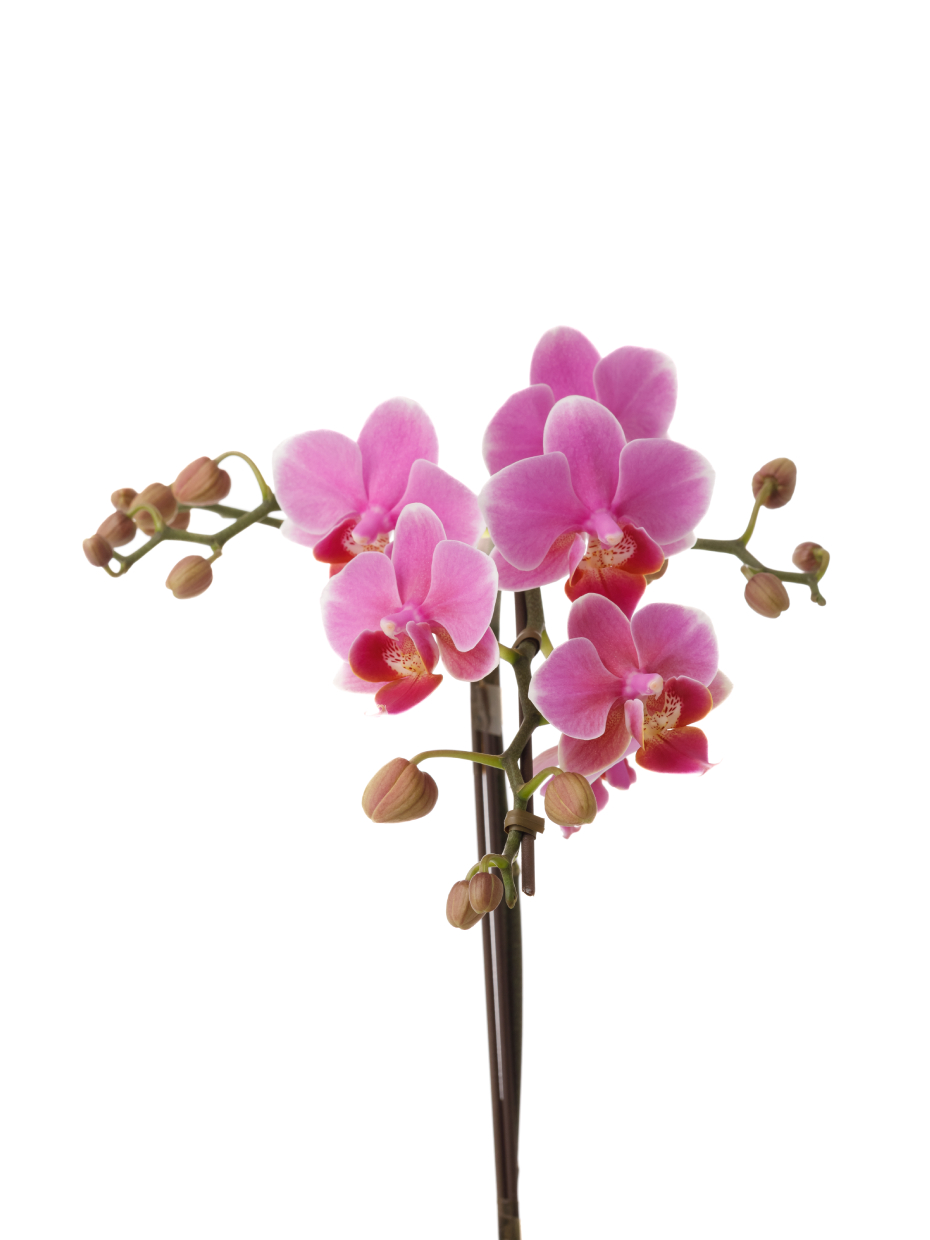 ミディ胡蝶蘭 ピンク 1本立ち 観葉寄せ（4.5号）のアップ