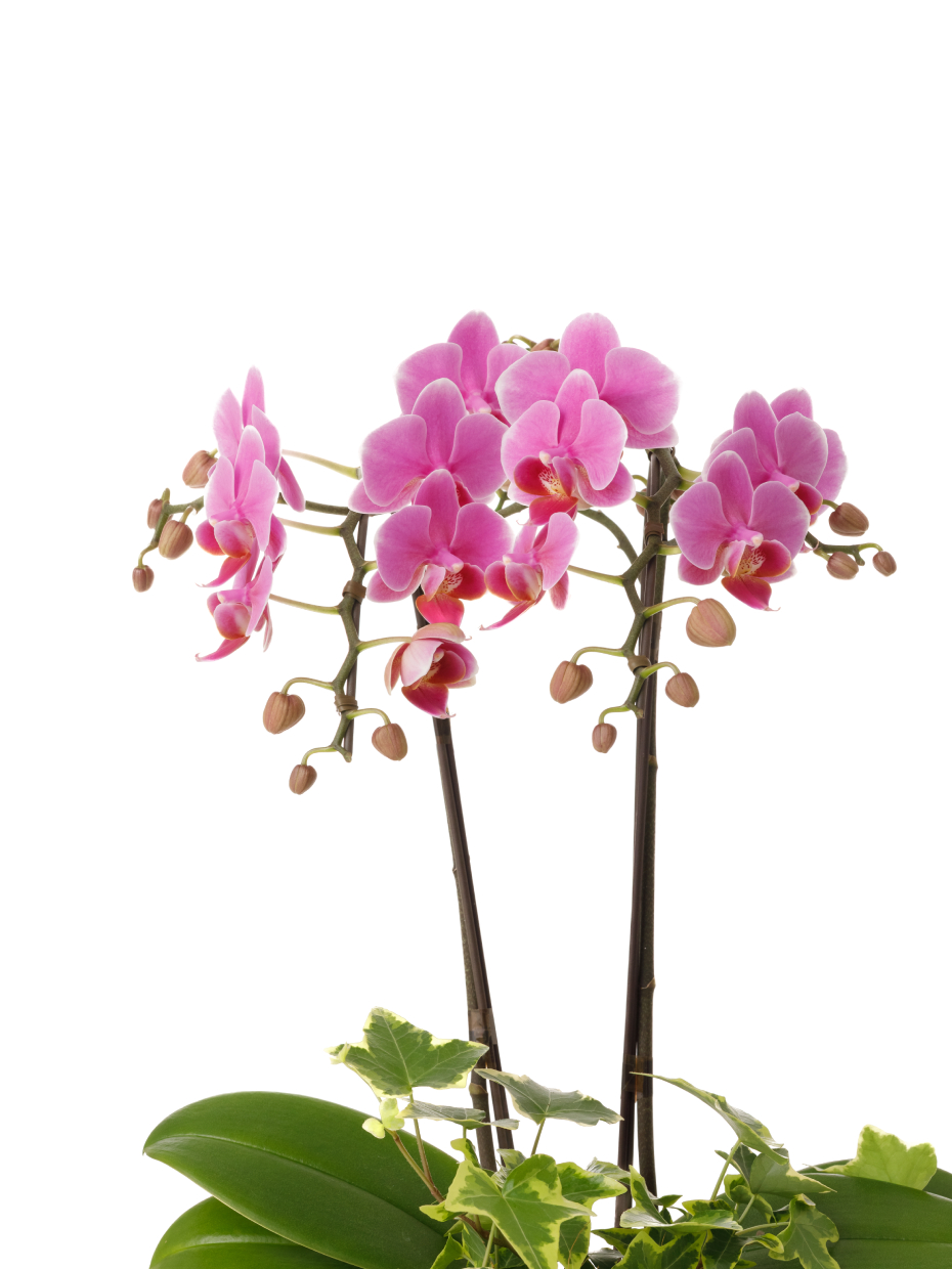 ミディ胡蝶蘭 ピンク 2本立ち 観葉寄せ（5号）のアップ