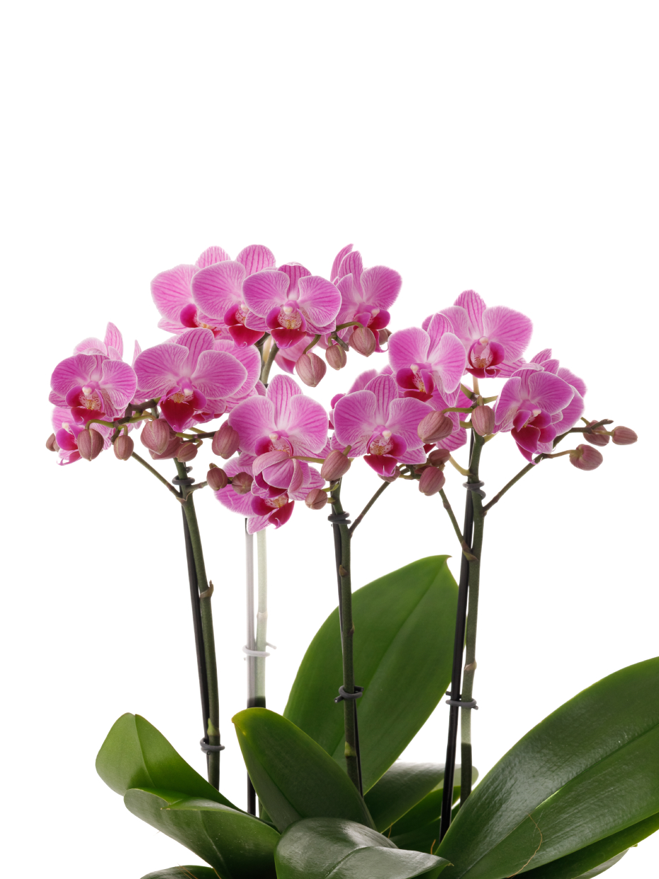 ミディ胡蝶蘭 ピンク 3本立ち モノトリコ鉢（5.5号）のアップ