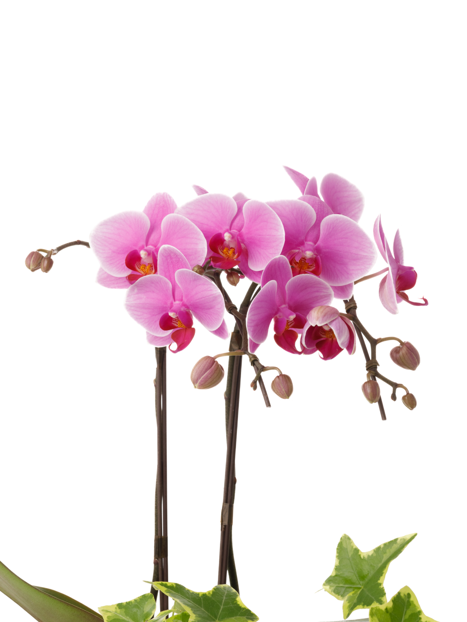 ミディ胡蝶蘭 ピンク 2本立ち パルテノ鉢・観葉寄せ（5.5号）のアップ