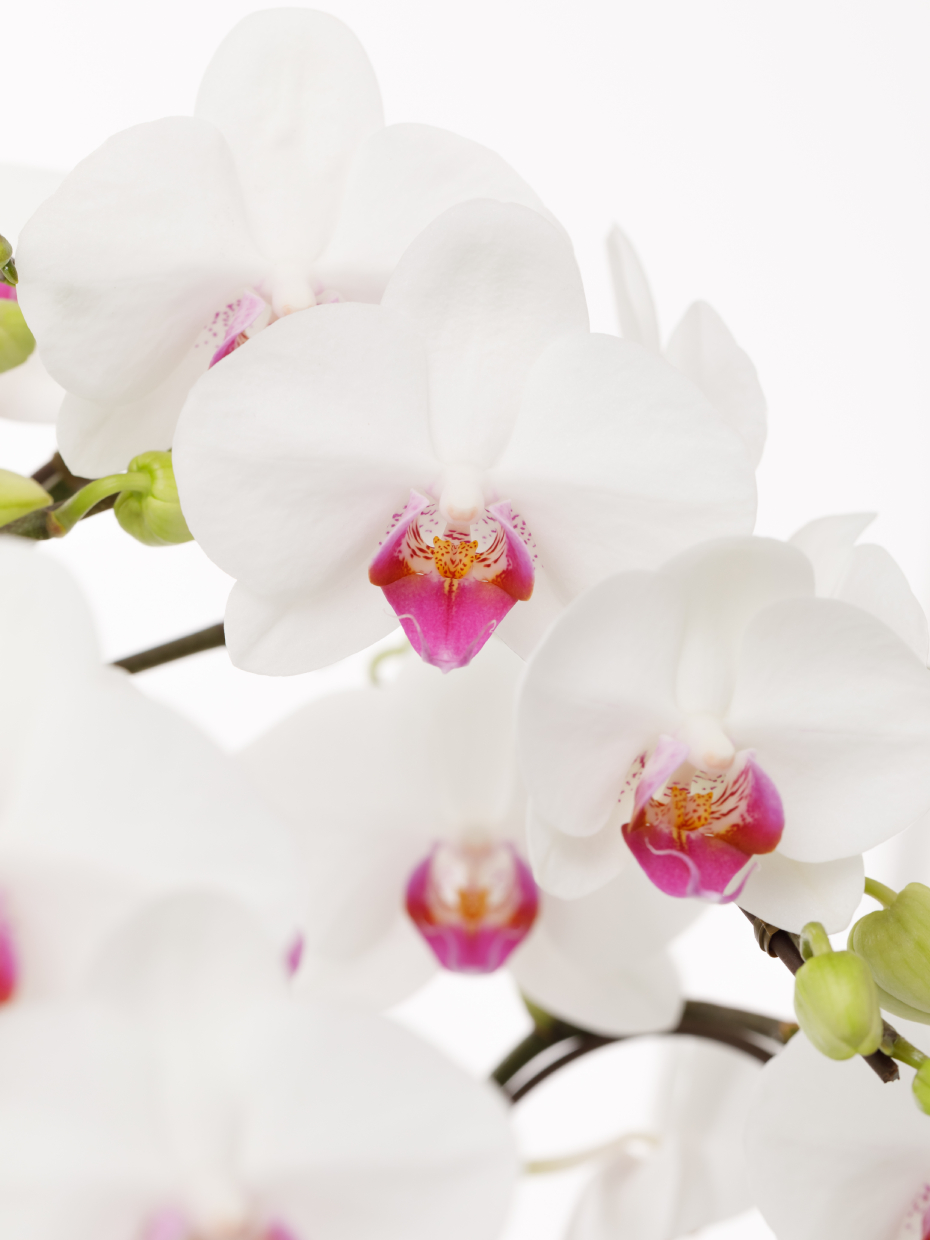 ミディ胡蝶蘭 赤リップ 3本立ち（6.5号）のアップ