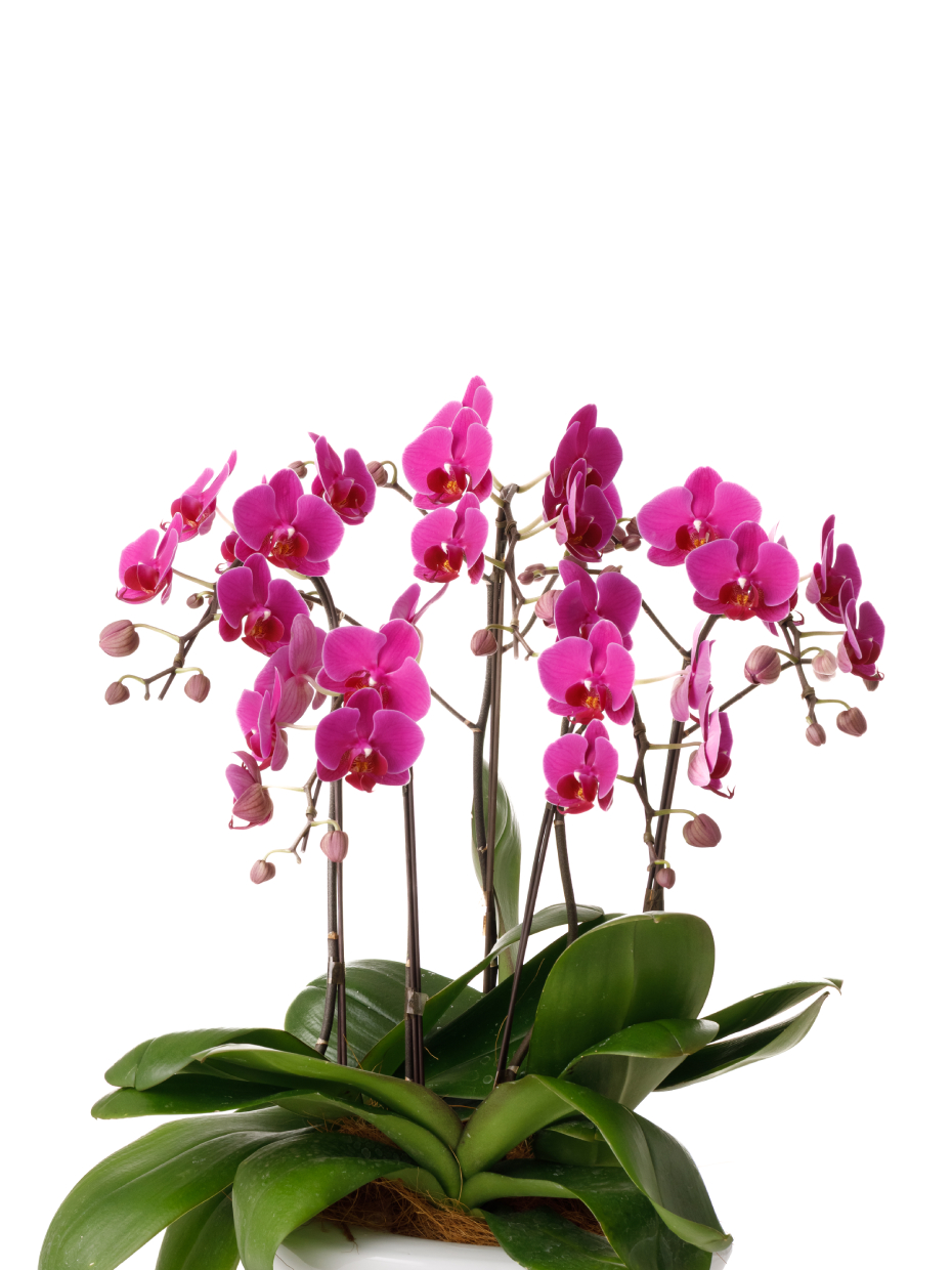 ミディ胡蝶蘭 ピンク 5本立ち 白平鉢（8号）のアップ