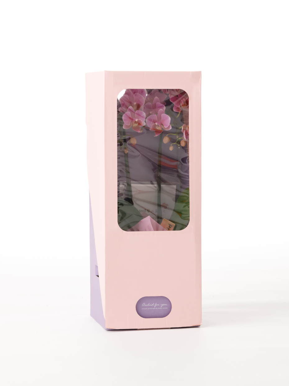 ミニ胡蝶蘭 ピンク 2本立ち 2WAYBOX入り（3号）のアップ