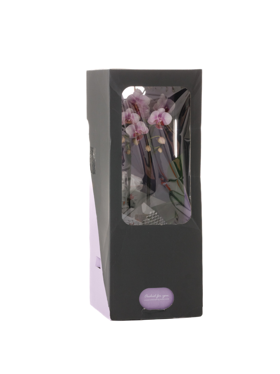 【お供え】ミニ胡蝶蘭 ピンク 2本立ち 2WAYBOX入り（3号）のアップ