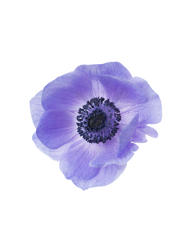 【生花】アネモネ 品種おまかせの花アップ