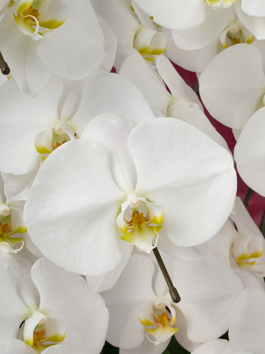 胡蝶蘭 大輪 白 10本立ち 90輪以上の花アップ1