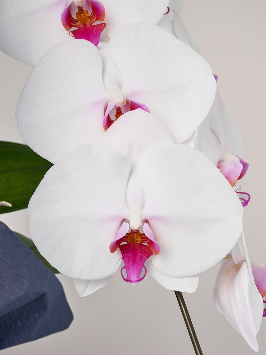 胡蝶蘭 大輪 赤リップ 3本立ち 30輪以上の花アップ1