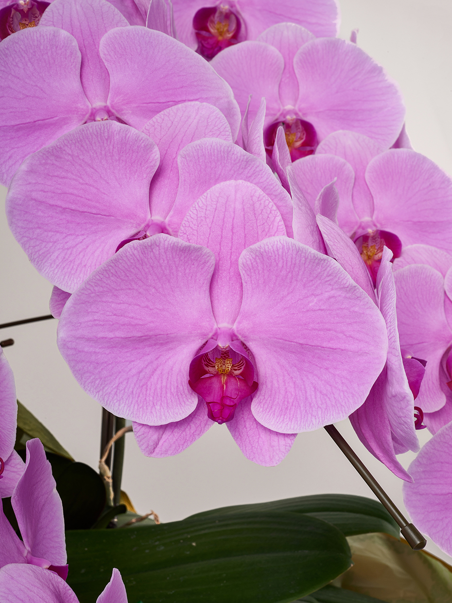 胡蝶蘭 大輪 ピンク 3本立ち 33輪以上の花アップ1