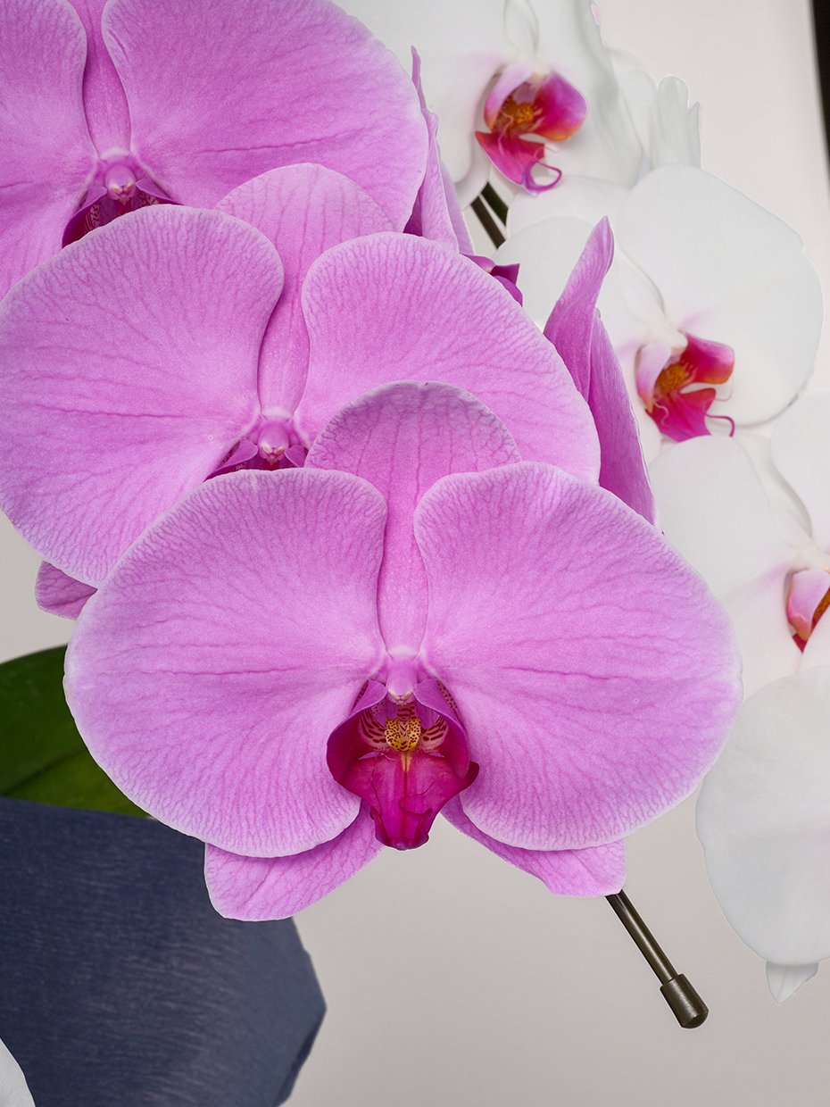 胡蝶蘭 大輪 MIX（赤リップ2/ピンク1） 3本立ち 33輪以上の花アップ1