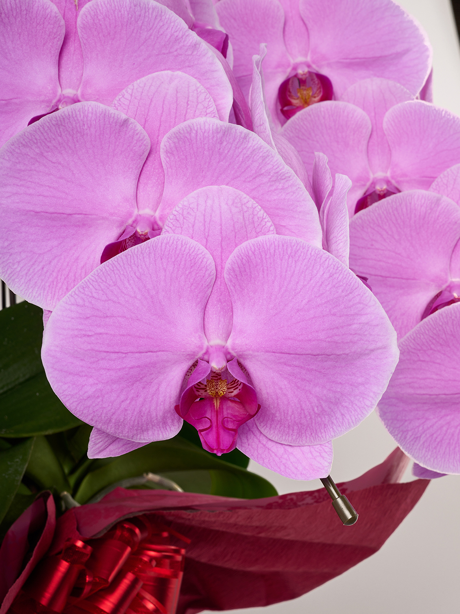 胡蝶蘭 大輪 ピンク 3本立ち 36輪以上｜Flower Smith Gift