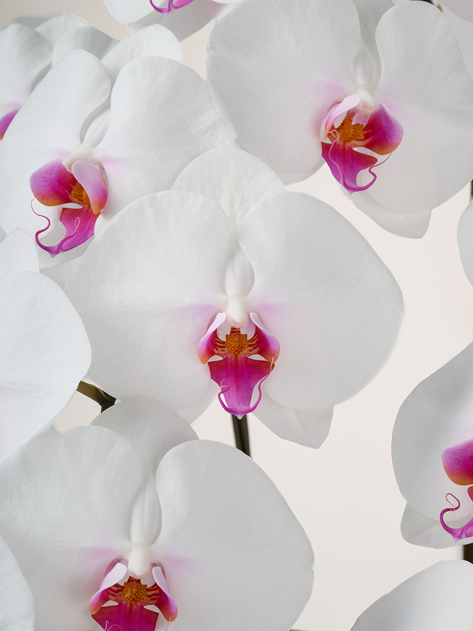 胡蝶蘭 大輪 赤リップ 3本立ち 36輪以上の花アップ1