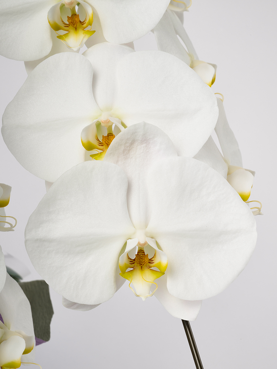 【お供え】胡蝶蘭 大輪 白 3本立ち 33輪以上の花アップ1