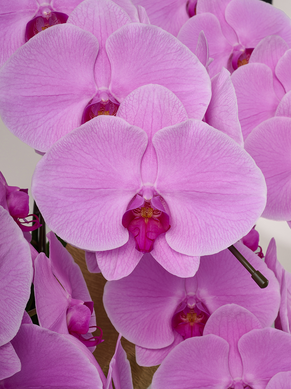 胡蝶蘭 大輪 ピンク 5本立ち 50輪以上の花アップ1