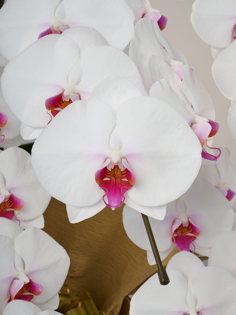 胡蝶蘭 大輪 赤リップ 5本立ち 50輪以上の花アップ1