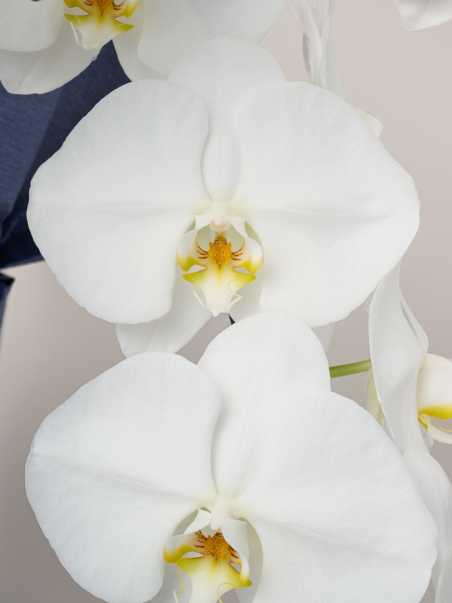 専用　ホワイト胡蝶蘭　クレイフラワー 胡蝶蘭 大輪 白 5本立ち 55輪以上｜Flower Smith Gift（フラワー