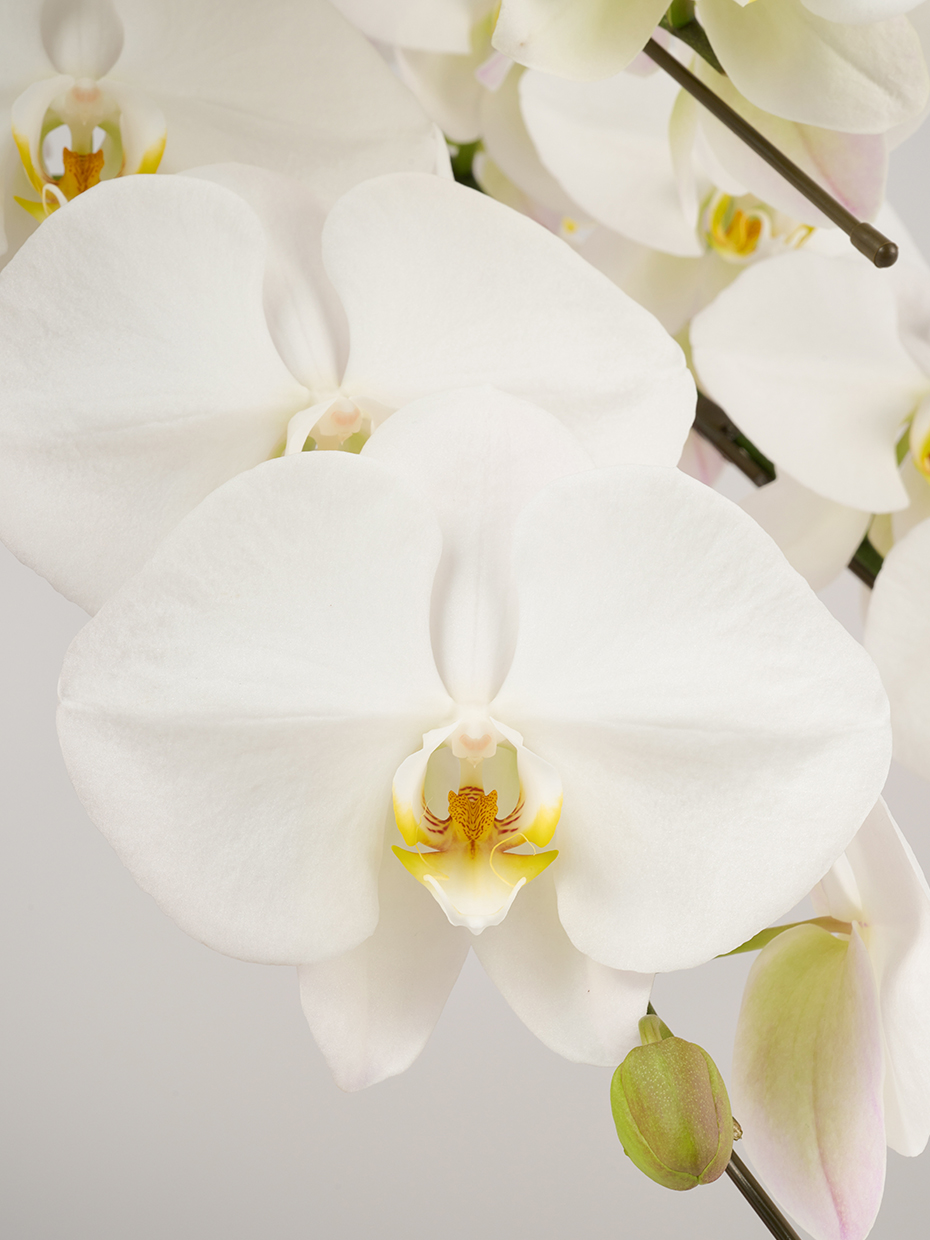 胡蝶蘭 大輪 白 5本立ち 70輪以上の花アップ1