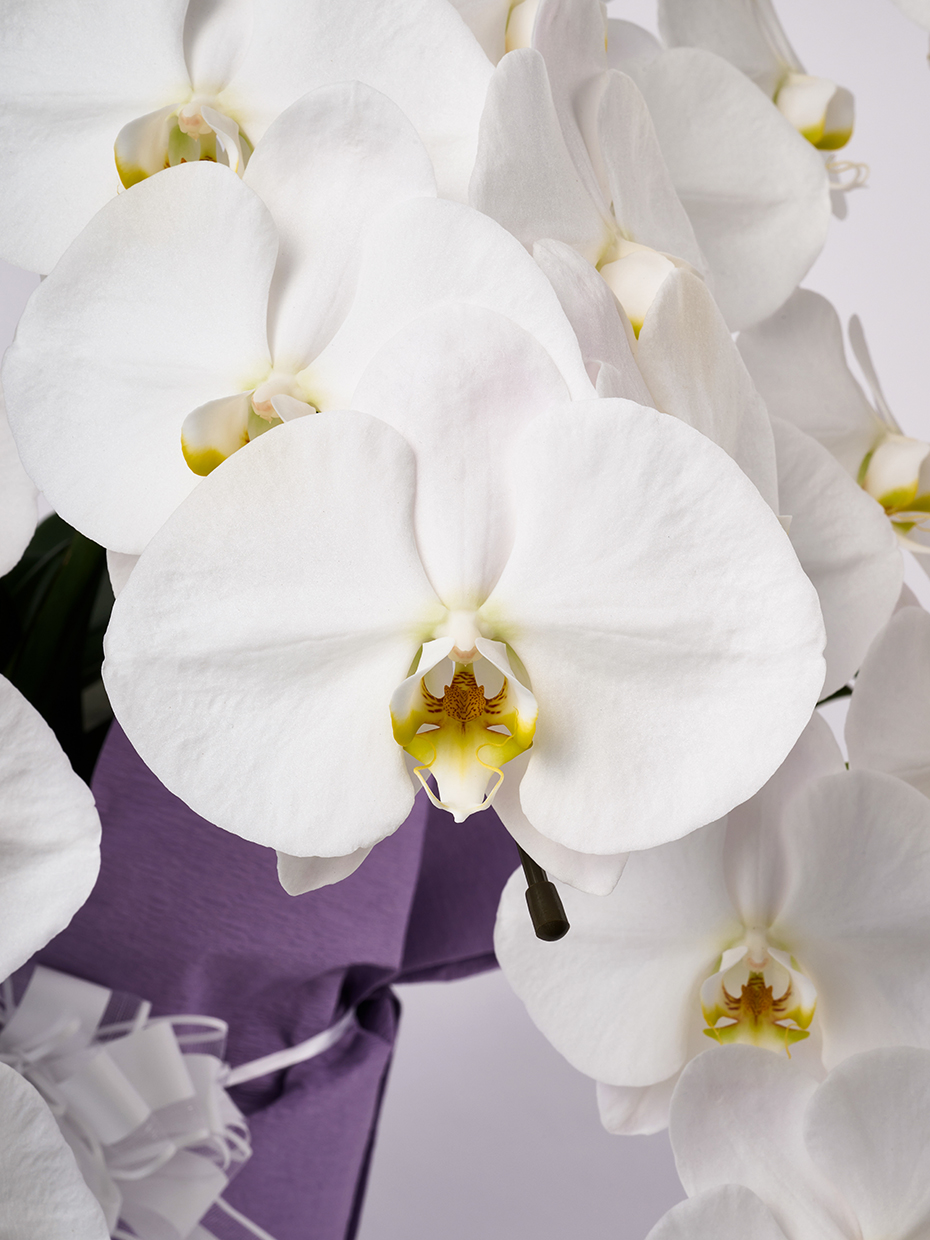 【お供え】胡蝶蘭 大輪 白 5本立ち 50輪以上の花アップ1