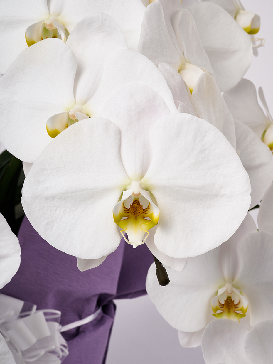 【お供え】胡蝶蘭 大輪 白 5本立ち 55輪以上の花アップ1
