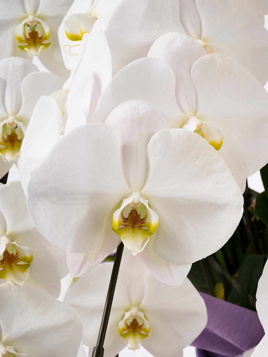 【お供え】胡蝶蘭 大輪 白 5本立ち 70輪以上の花アップ1