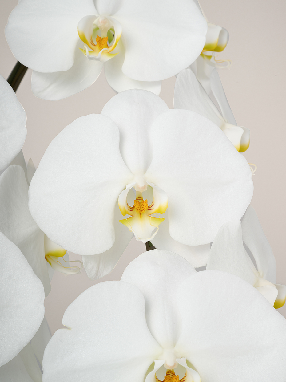 胡蝶蘭 大輪 白 7本立ち 84輪以上の花アップ1