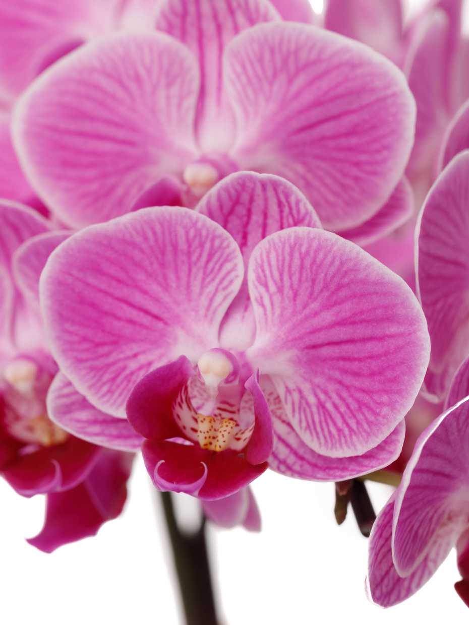 ミディ胡蝶蘭 黄色 2本立ち タンブラーポット（4号）の花アップ1