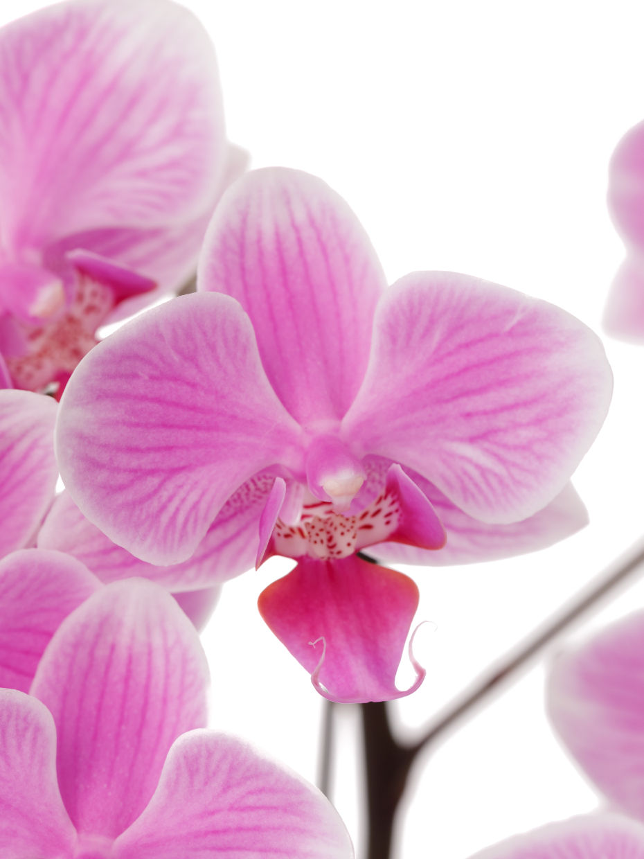 ミディ胡蝶蘭 ピンク 2本立ち（4号）の花アップ1