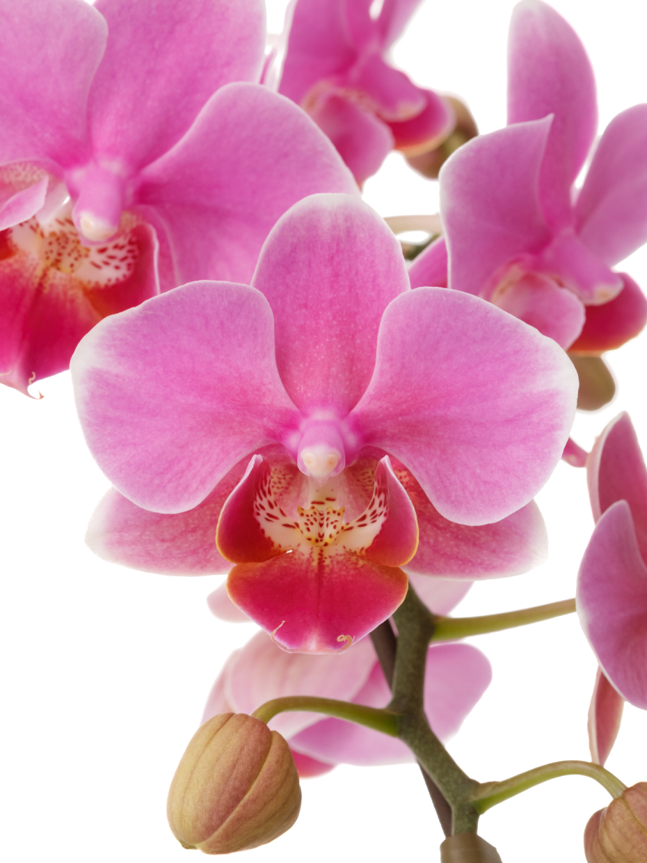 ミディ胡蝶蘭 ピンク 1本立ち 観葉寄せ（4.5号）の花アップ1