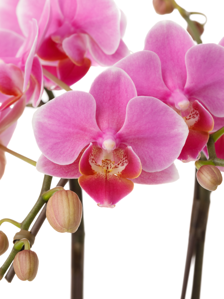 ミディ胡蝶蘭 ピンク 2本立ち 観葉寄せ（5号）の花アップ1