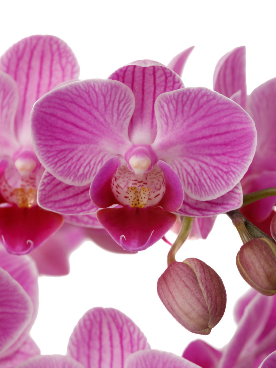 ミディ胡蝶蘭 ピンク 3本立ち モノトリコ鉢（5.5号）の花アップ1