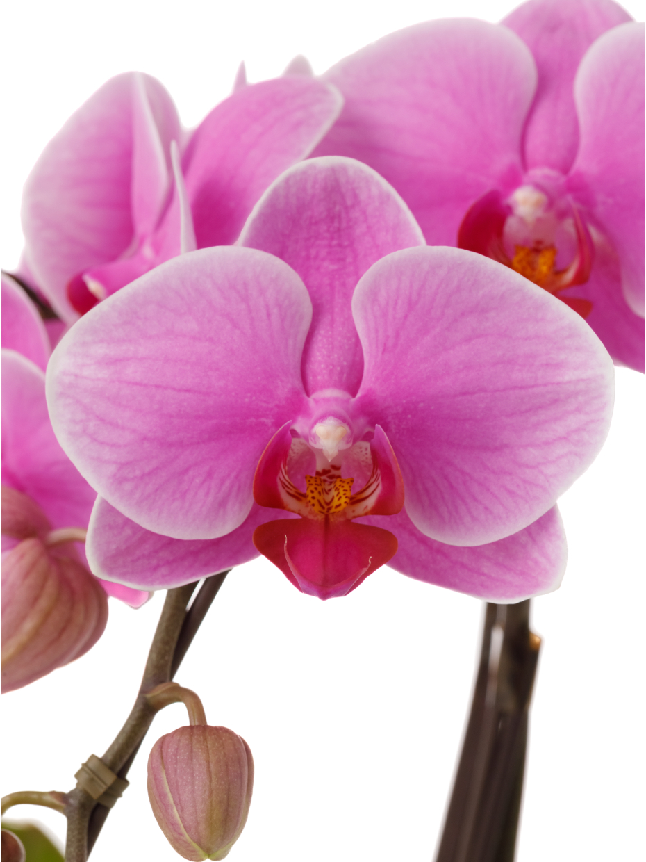 ミディ胡蝶蘭 ピンク 2本立ち パルテノ鉢・観葉寄せ（5.5号）の花アップ1