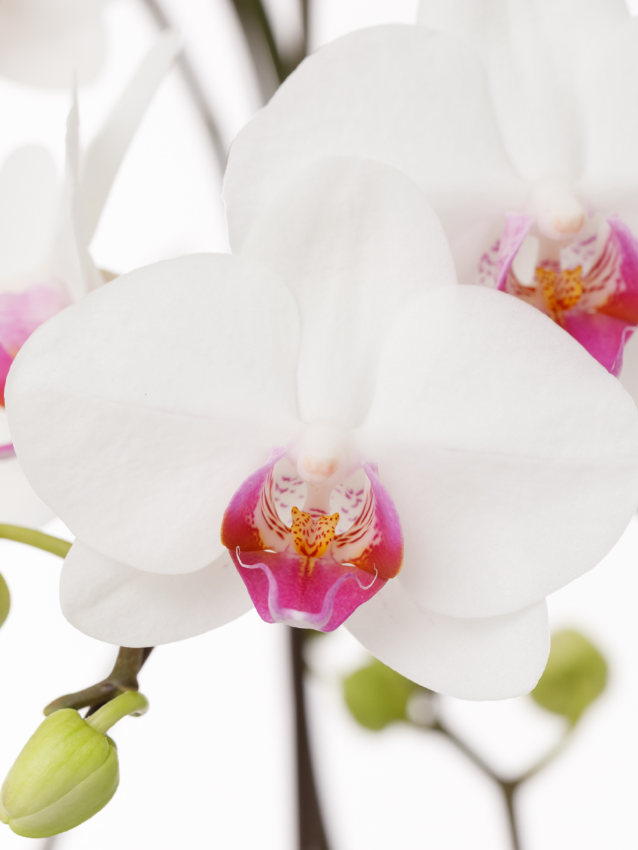 ミディ胡蝶蘭 赤リップ 3本立ち（6.5号）の花アップ1