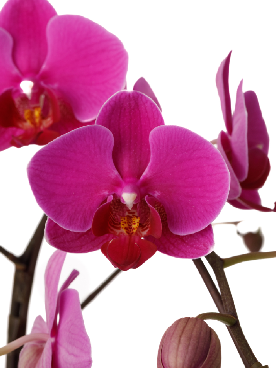 ミディ胡蝶蘭 ピンク 5本立ち 白平鉢（8号）の花アップ1