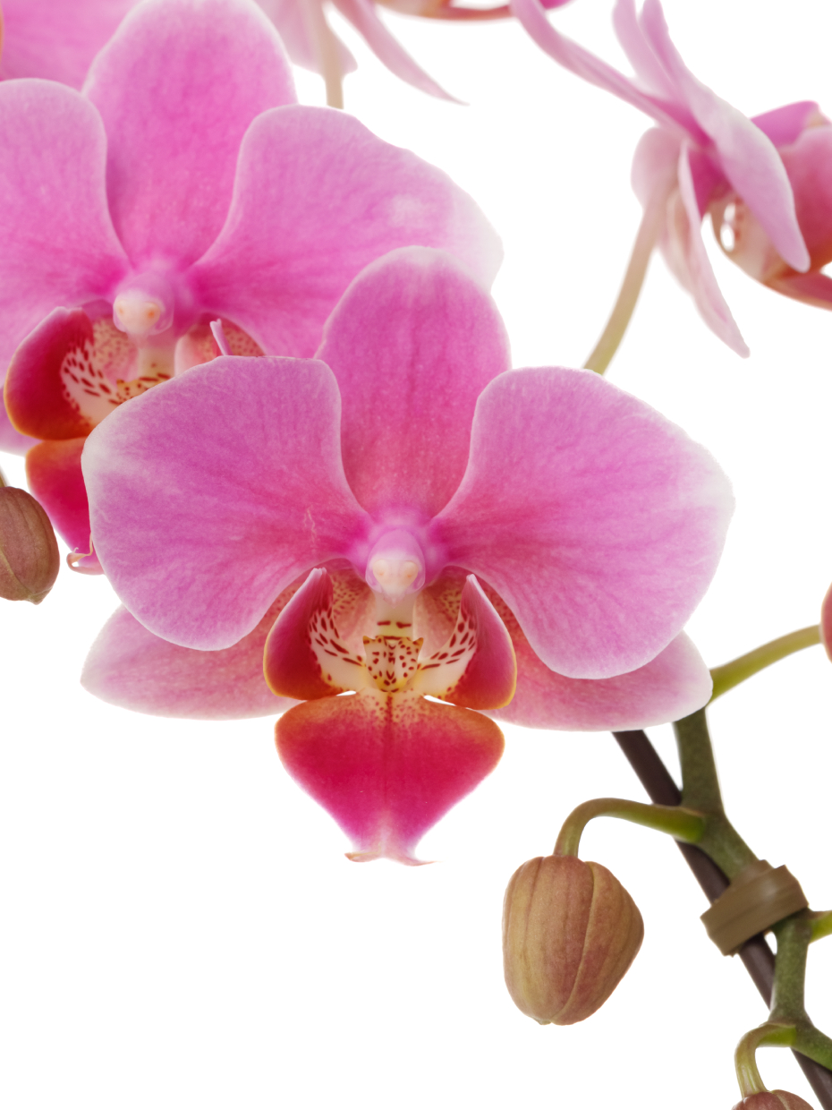 ミニ胡蝶蘭 ピンク 2本立ち 2WAYBOX入り（3号）の花アップ1