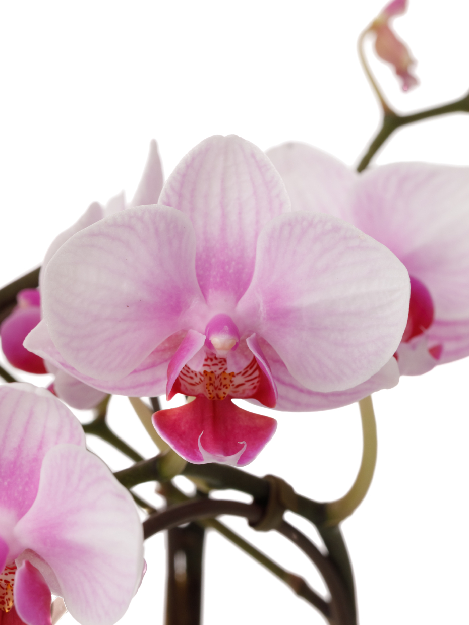 【お供え】ミニ胡蝶蘭 ピンク 2本立ち 2WAYBOX入り（3号）の花アップ1