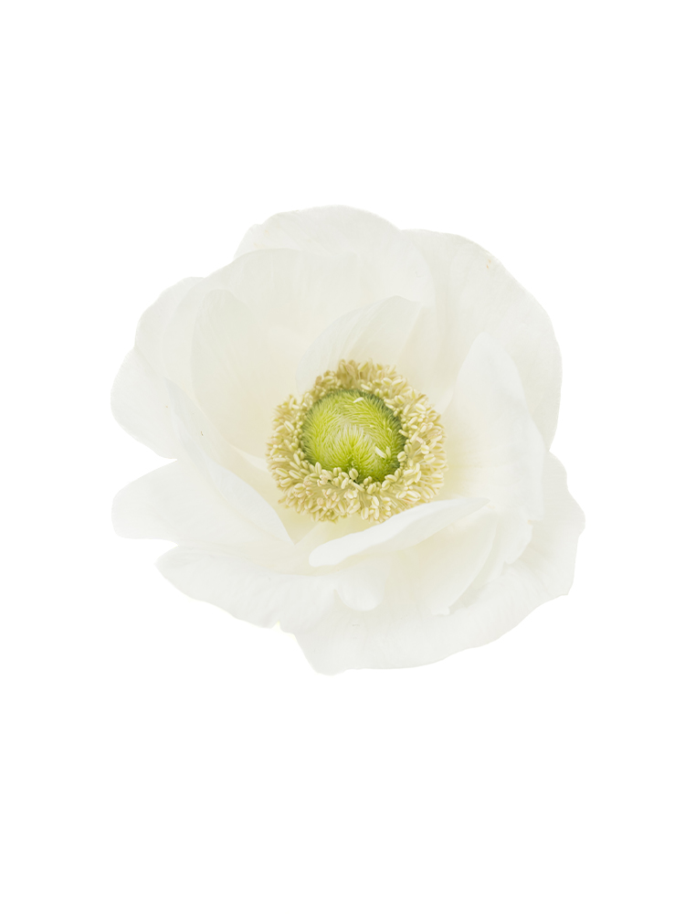 【生花】アネモネ 品種おまかせの花アップ