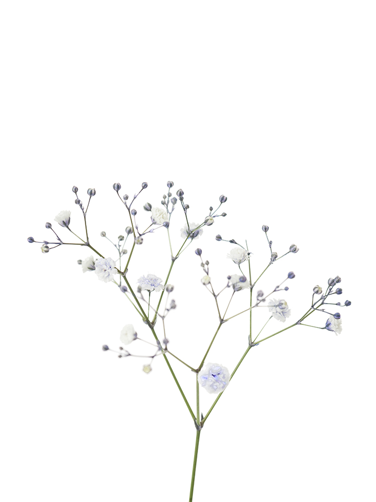 【生花】カスミソウ(染め) 品種おまかせの花アップ