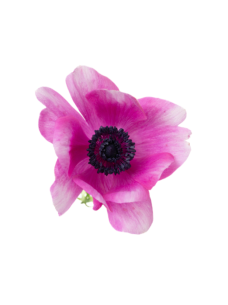 【生花】アネモネ 品種おまかせの花アップ