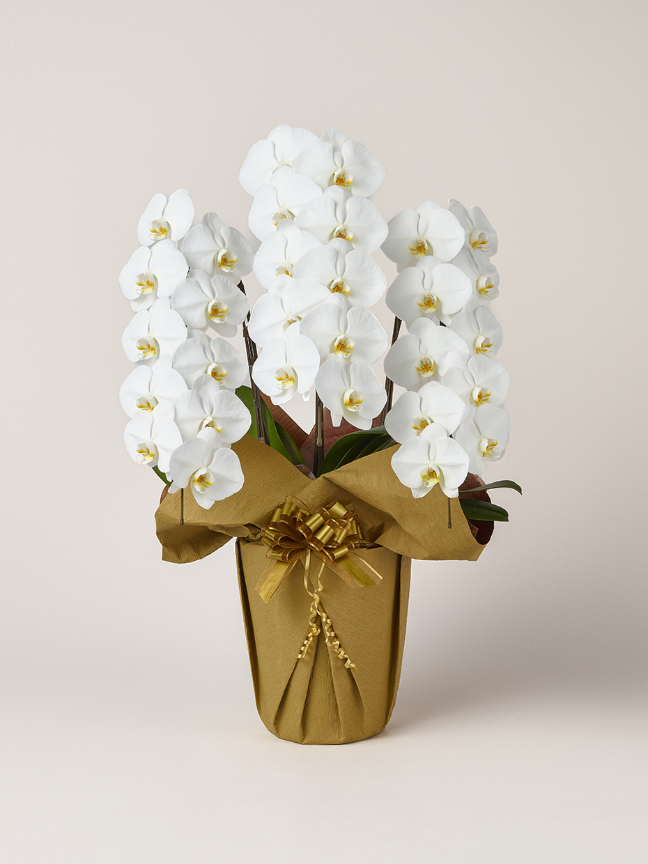 胡蝶蘭 大輪 白 3本立ち 30輪以上