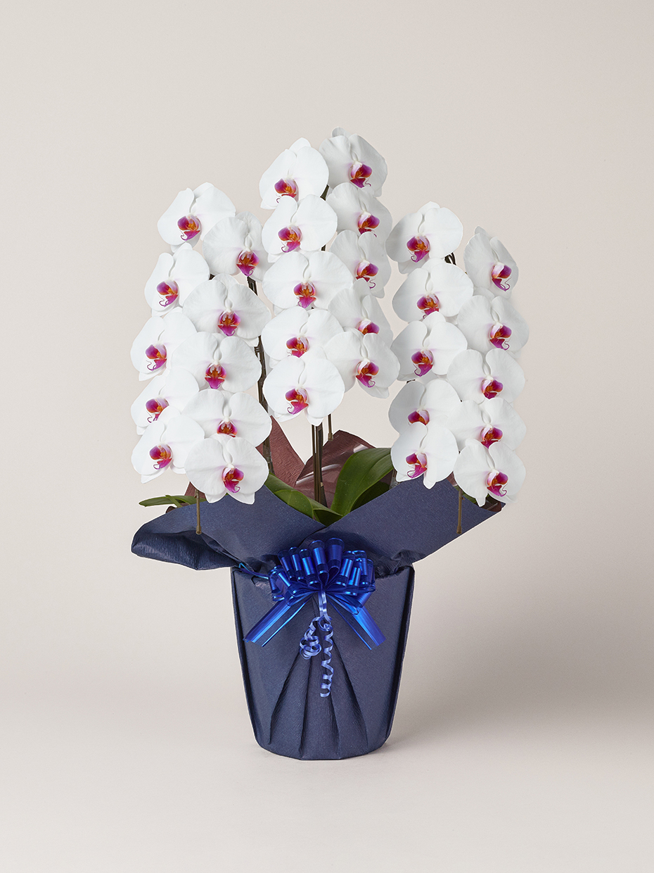 胡蝶蘭 大輪 赤リップ 3本立ち 30輪以上