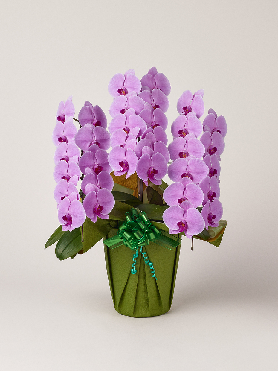 胡蝶蘭 大輪 ピンク 3本立ち 33輪以上