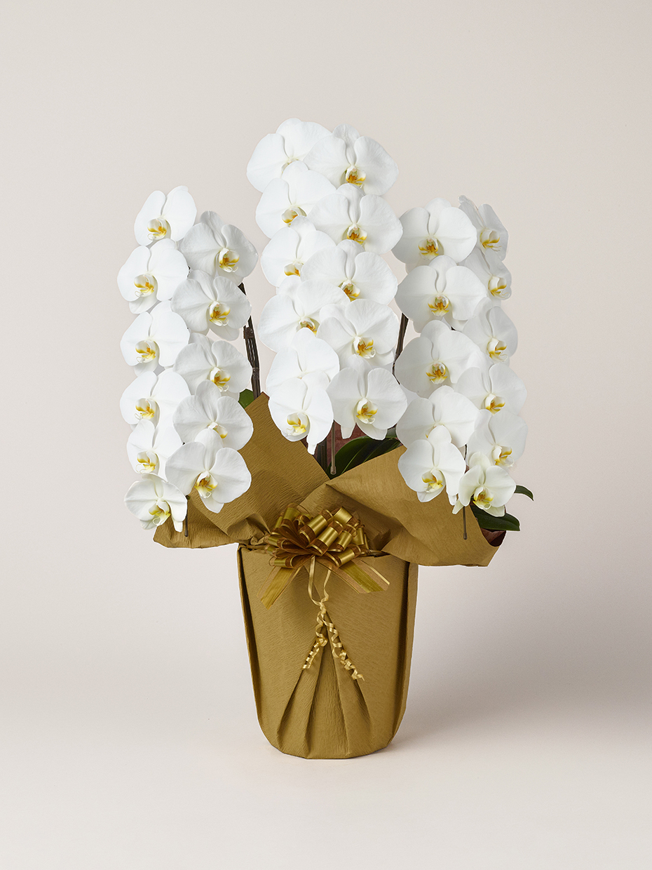 胡蝶蘭 大輪 白 3本立ち 33輪以上