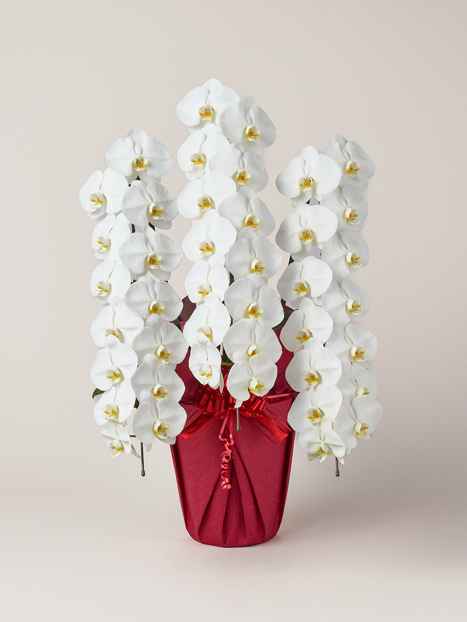 胡蝶蘭 大輪 白 3本立ち 42輪以上