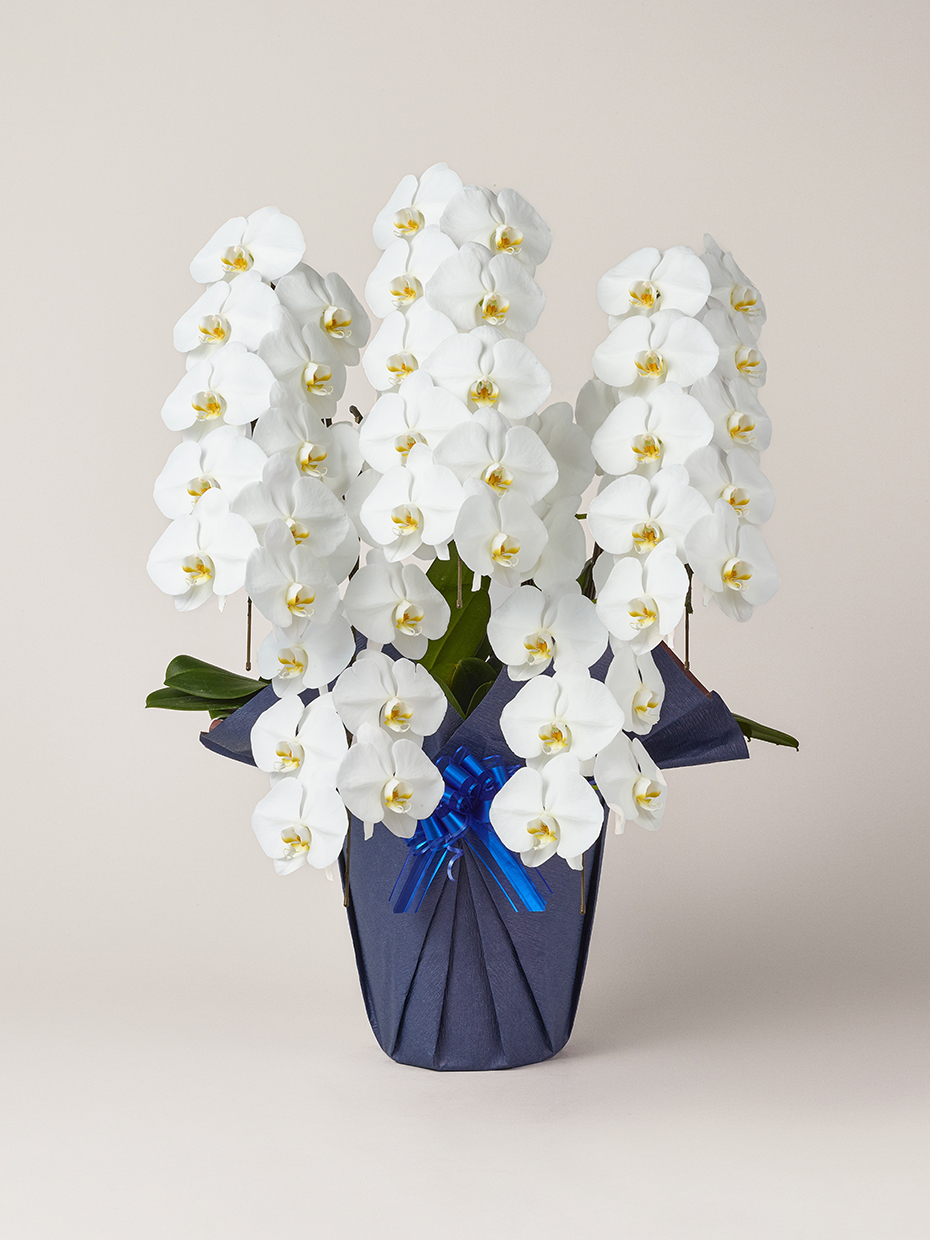 胡蝶蘭 大輪 白 5本立ち 50輪以上