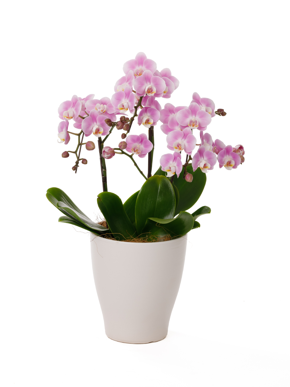 ミディ胡蝶蘭 ピンク 3本立ち（6号）