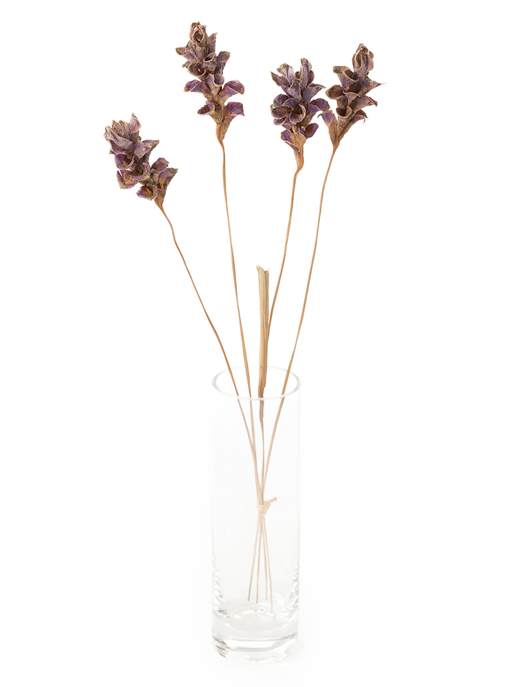 【ドライ】クルクマ(紫)　品種おまかせの全体写真