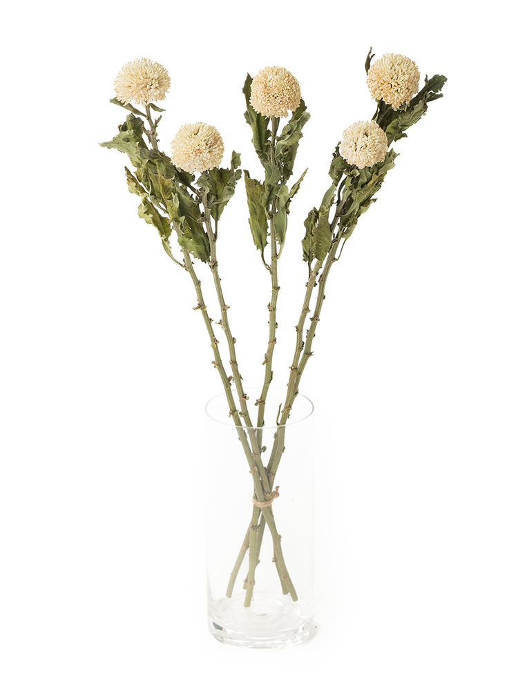 【ドライ】菊(ピンポンマム)白　品種おまかせの全体写真