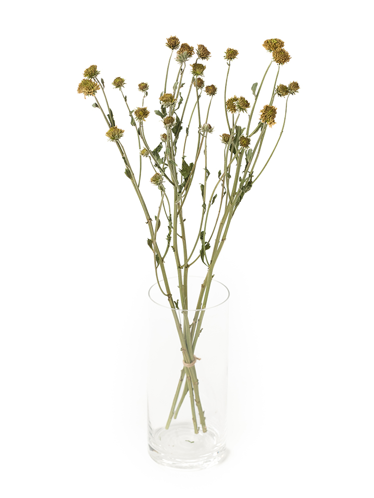 【ドライ】スプレー菊(緑)　品種おまかせの全体写真
