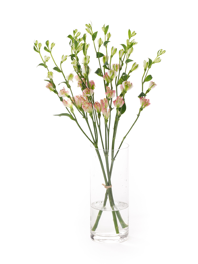 【生花】アルストロメリア(フロリンカ)　ブライズメイドの全体写真