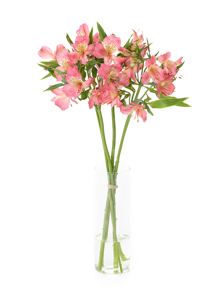【生花】アルストロメリア　品種おまかせ(濃ピンク)の全体写真