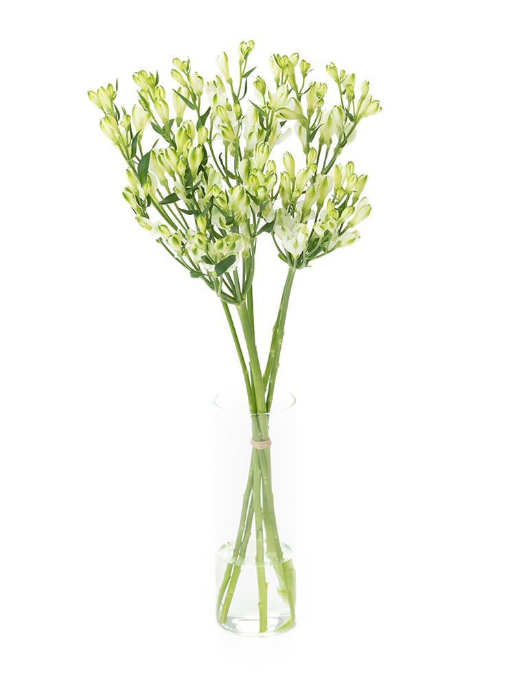 【生花】アルストロメリア　品種おまかせ(白・緑)の全体写真